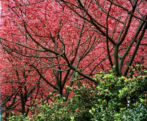 Yangmingshan & Hot Spring Bath (Half-Day)